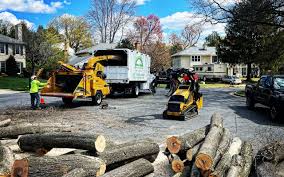 How Our Tree Care Process Works  in  Hawkinsville, GA