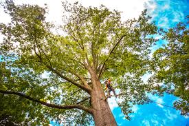 Professional Tree Care in Hawkinsville, GA