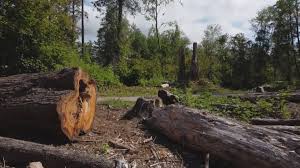 Best Tree Mulching  in Hawkinsville, GA