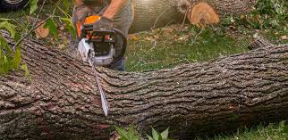Best Aeration Services  in Hawkinsville, GA