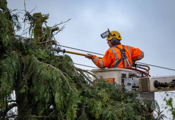 Best Hazardous Tree Removal  in Hawkinsville, GA