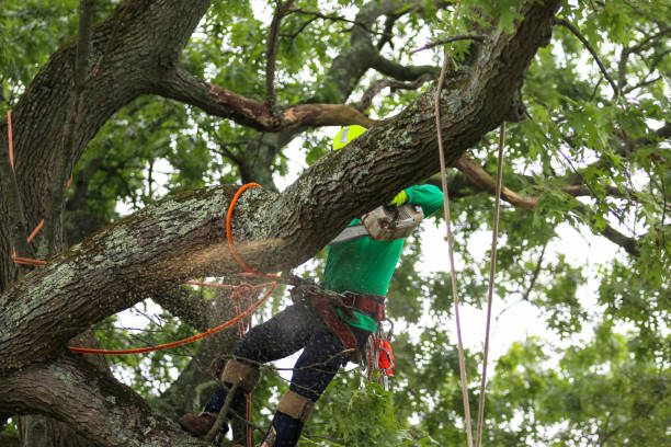 Best Tree Health Inspection  in Hawkinsville, GA