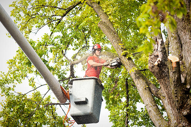 Best Utility Line Clearance  in Hawkinsville, GA