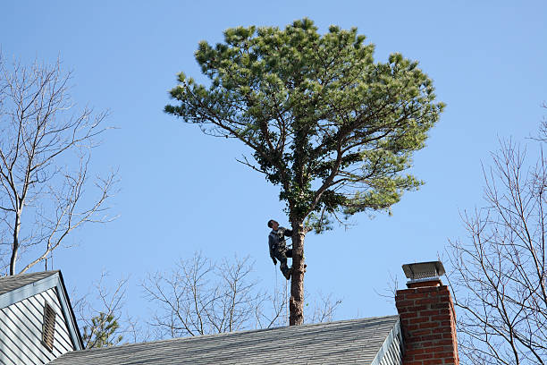 Best Tree Removal  in Hawkinsville, GA