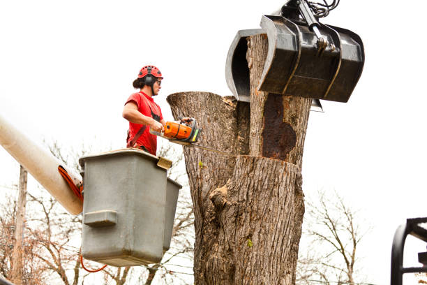 Best Tree Preservation Services  in Hawkinsville, GA